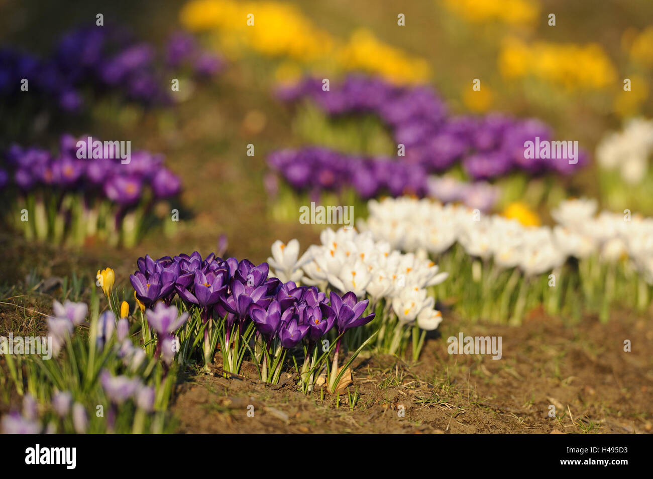 Krokusse, lila, weiß, gelb, Blüte, Stockfoto