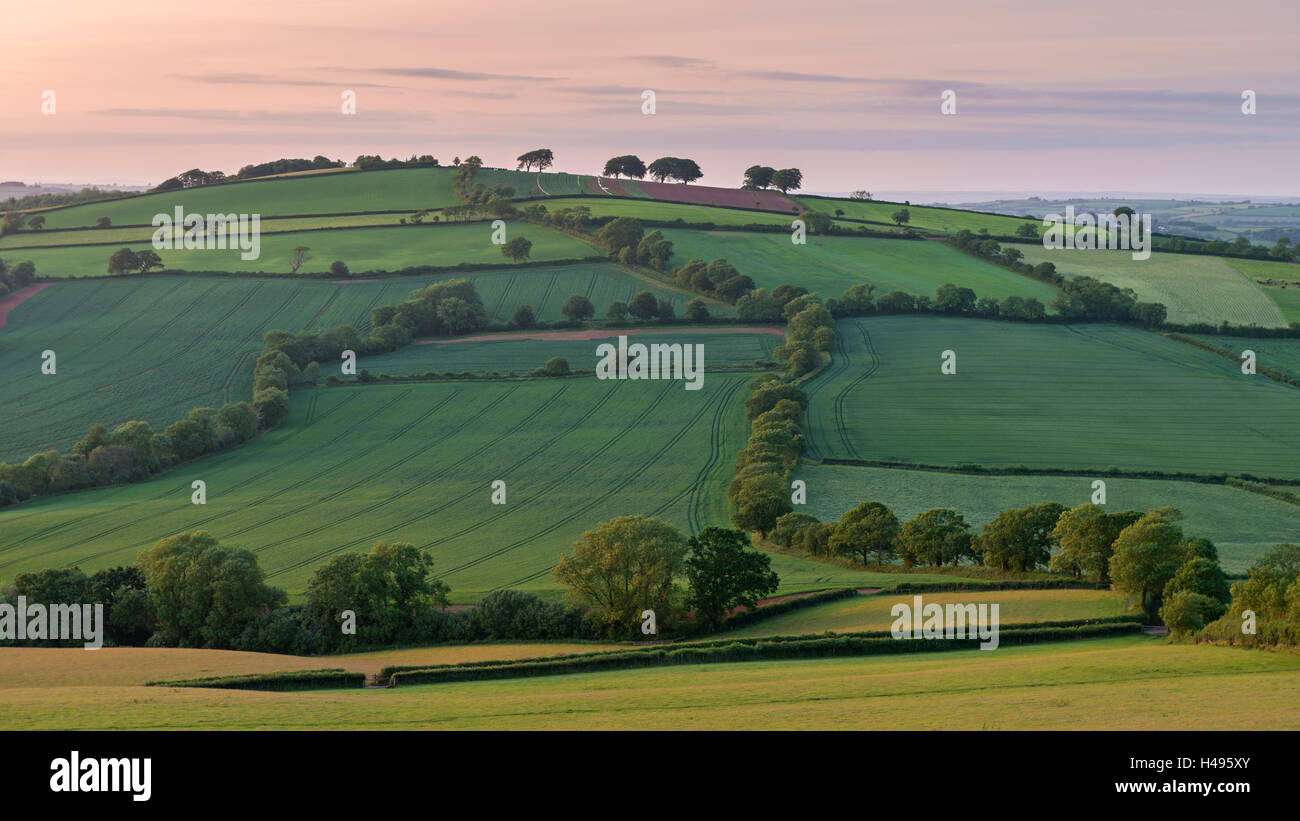 Schöne, hügelige Landschaft im Sommer, Mitte Devon, England. (Juni) im Sommer 2013. Stockfoto