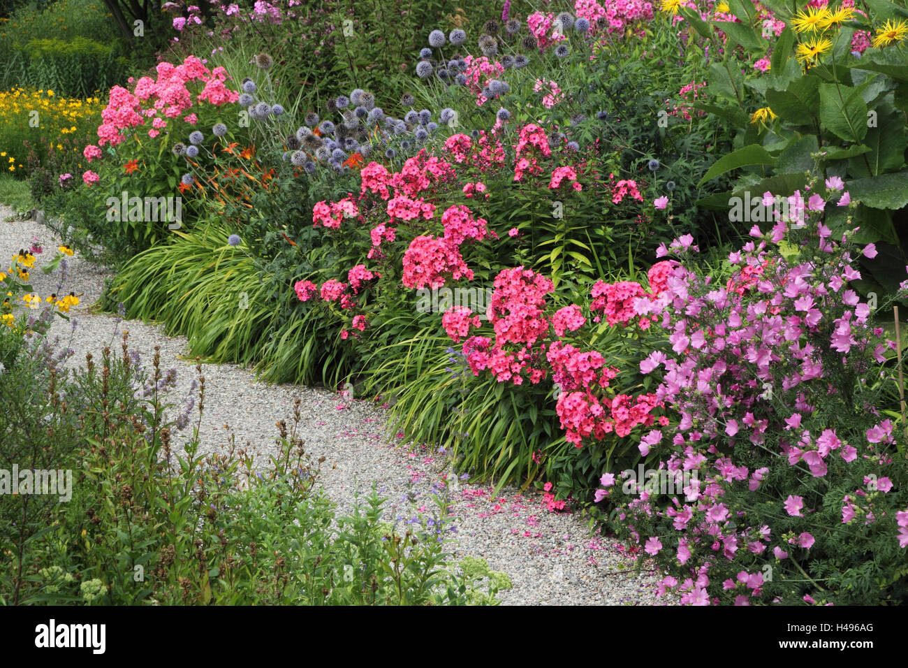 Garten, Blumen, Blüte, Jahreszeit, Sommer, Stockfoto
