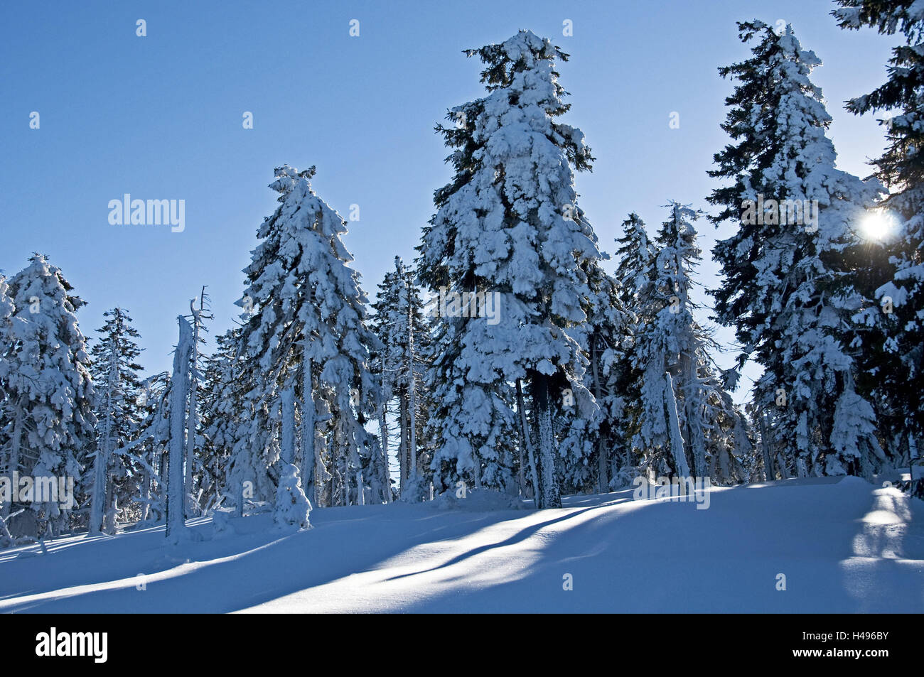 Deutschland, Niedersachsen, Harz (Gebirge), Tannen, Winter, Landschaft, Mittelgebirge, Schnee, Sonne, Sonnenschein, Winterlandschaft, Himmel, blau, Stockfoto