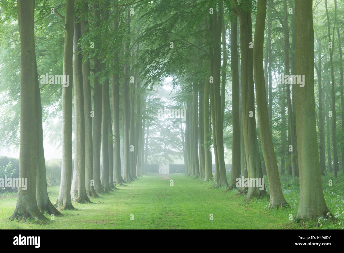 Buche-Allee im Morgennebel, Cotswolds, Gloucestershire, England. Sommer 2013 Stockfoto