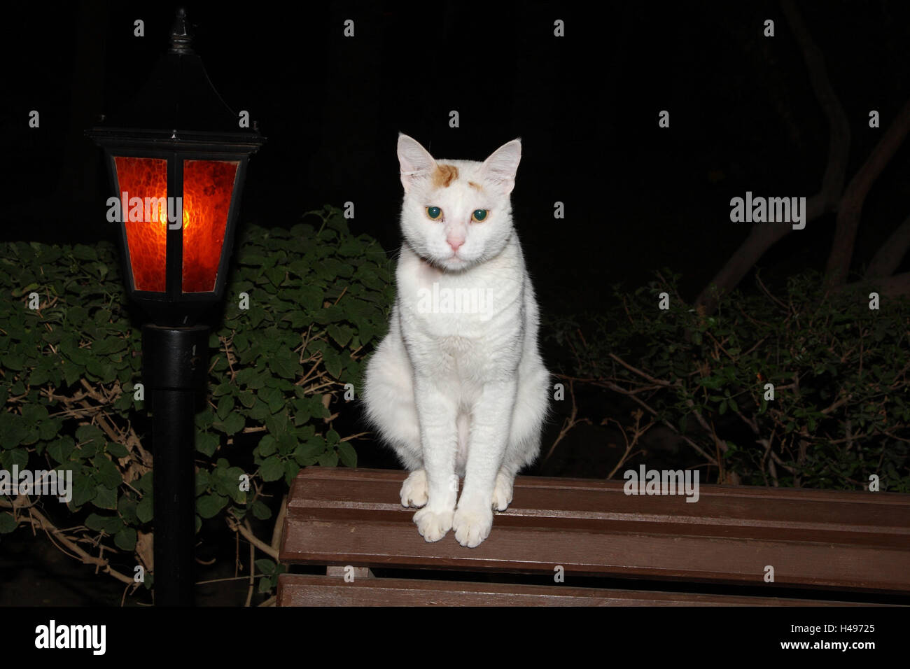 Katzen, Bank, sitzen, Laterne, außerhalb, Nacht, Stockfoto