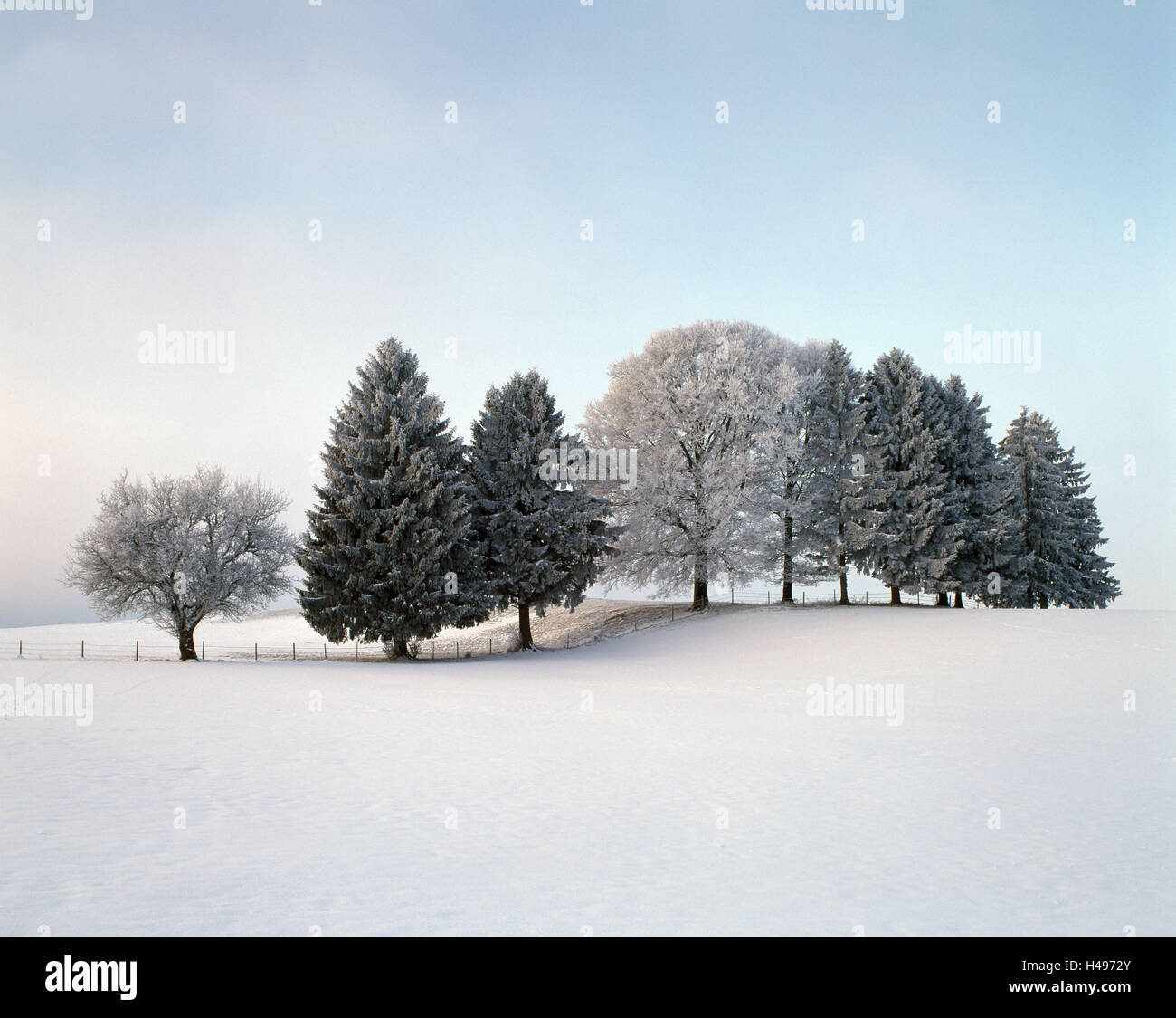 Landschaft, Bäume, Winter, Stockfoto