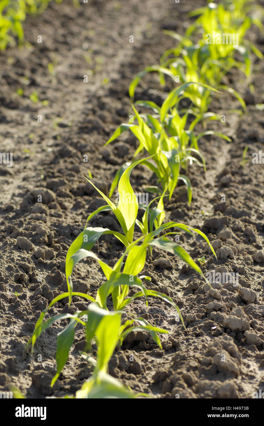Fruchtbare pflanzen Stockfotos und bilder Kaufen Alamy