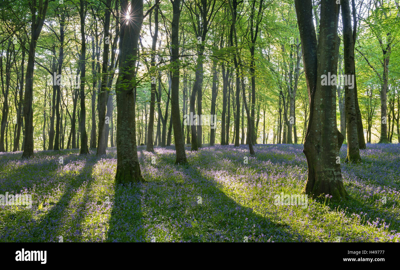 Teppiche aus Glockenblumen Blüte im Laubwald, Exmoor National Park, Devon, England. Frühjahr 2013 (Mai). Stockfoto