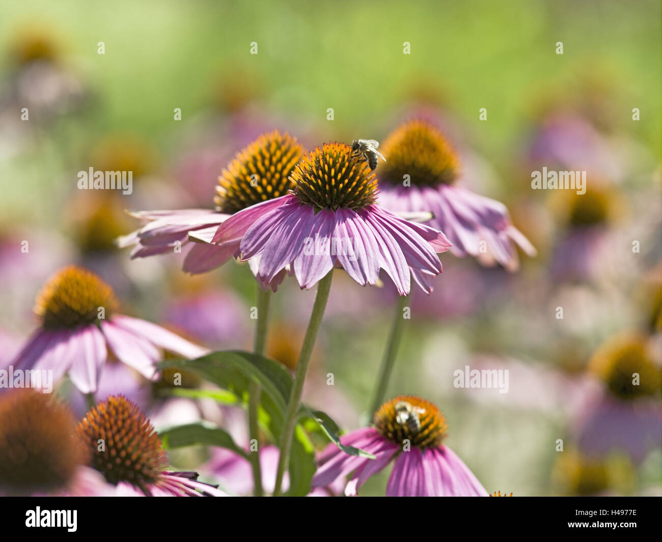 Garten, Blumen, Magenta Sonnenhut, Echinacea Purpurea, Bienen, Stockfoto