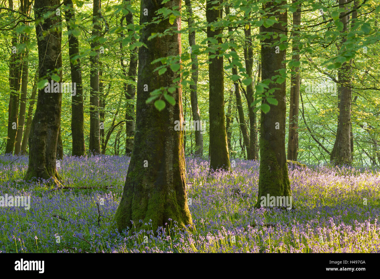 Teppiche aus Glockenblumen Blüte in einem Laubwald, Exmoor National Park, Devon, England. Frühjahr 2013 (Mai). Stockfoto