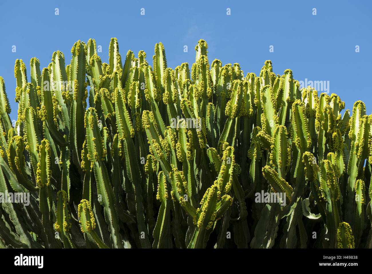 Spanien, Fuerteventura, La Lajita, Oasis Park, Wolfsmilch Pflanze im Botanischen Garten, Stockfoto