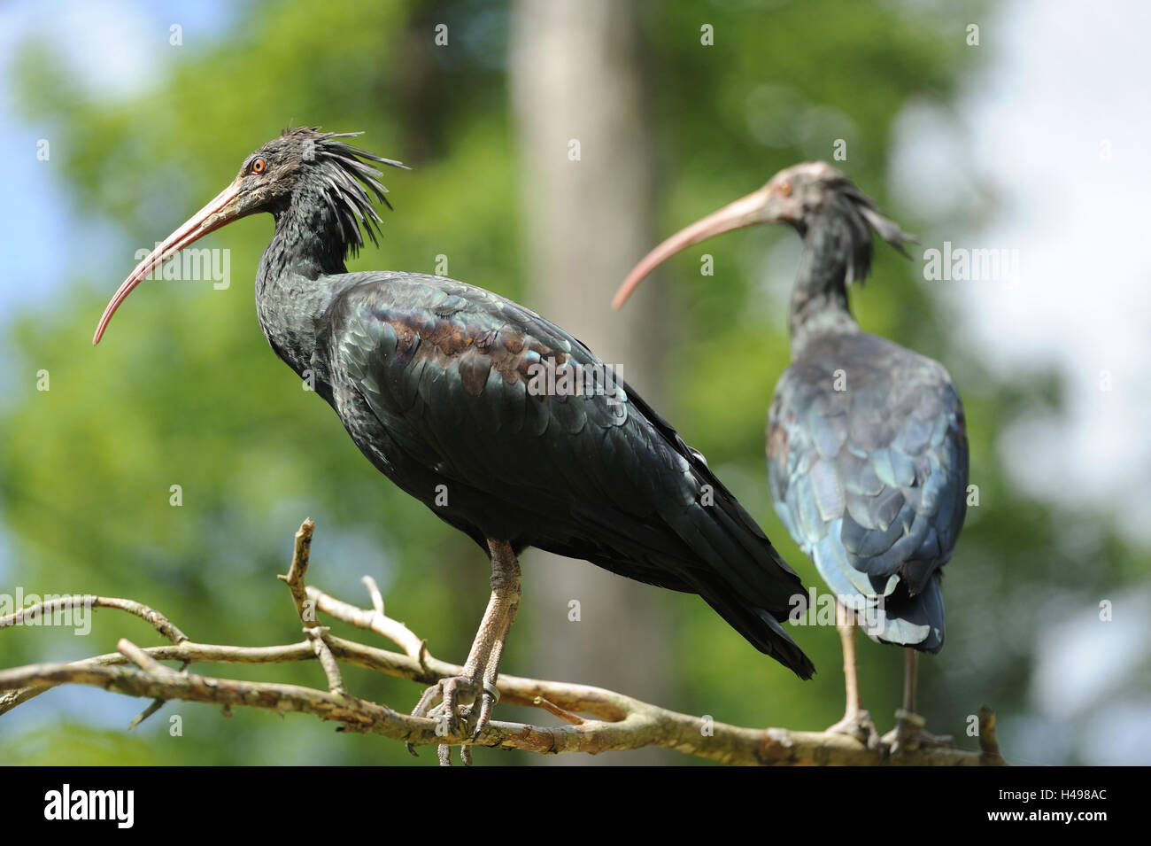 Nördlichen Waldrappen, Geronticus Eremita, Zweig, Seitenansicht, sitzen, Stockfoto