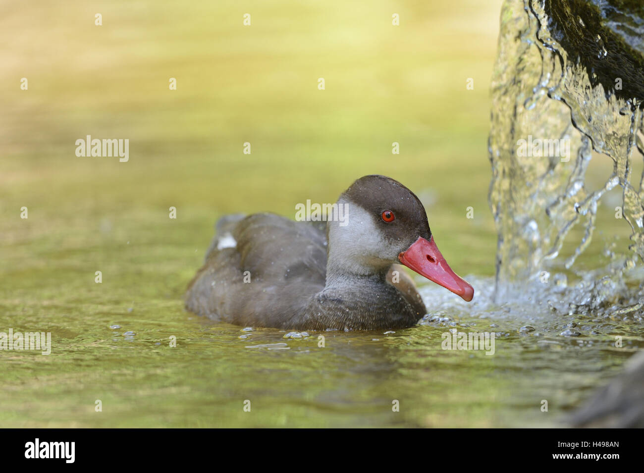 Kolben-Ente, Netta Rufina, frontal, Schwimmen, Stockfoto
