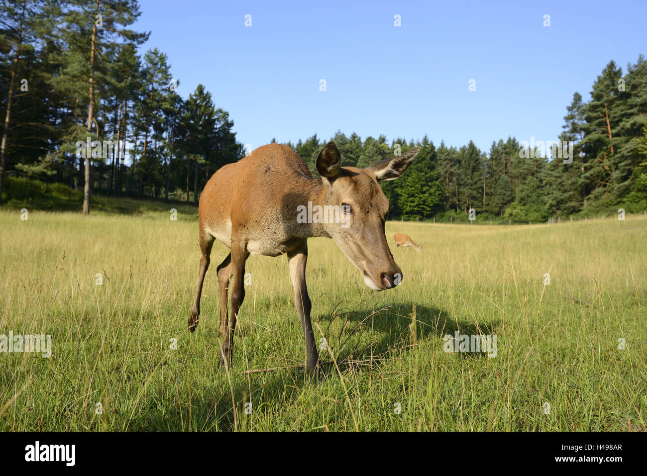 Rothirsch, Cervus Elaphus, Hind, Wiese, Stativ, Kopf, Rückfahrkamera, Stockfoto