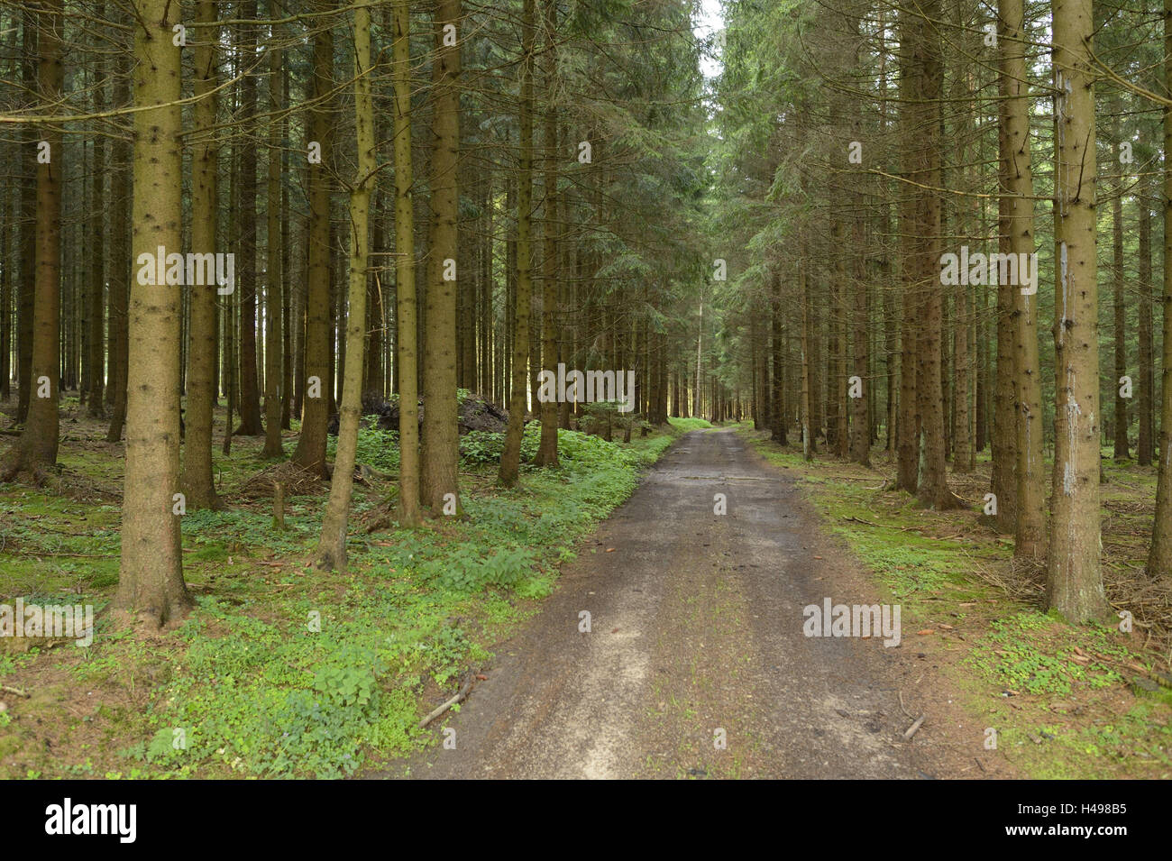 Wald weit, weit, Fichten Picea Abies, Fichte Wald, Monokultur, Stockfoto