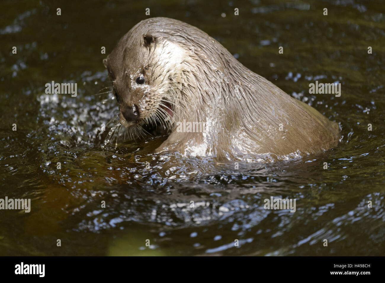 Fischotter im Wasser, Stockfoto