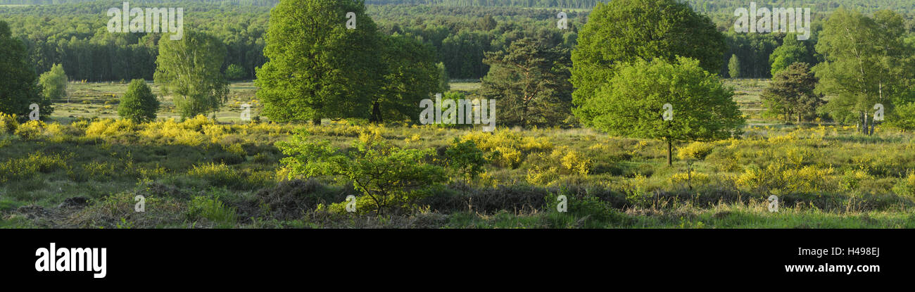 Deutschland, Nordrhein-Westfalen, Wahner Heide, gemeinsame Besen, Stockfoto