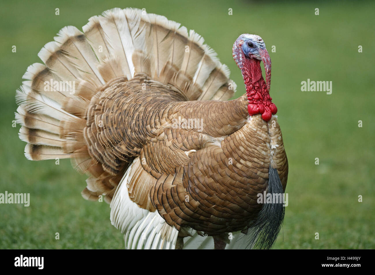 Türkei, Meleagris Gallopavo, Männlich, Durchführung von Balz, Stockfoto