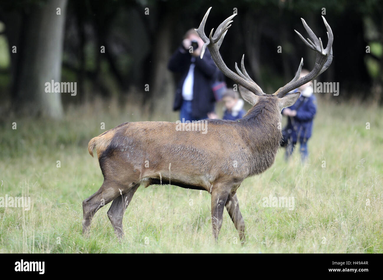 Rothirsch, Cervus Elaphus, Seitenansicht, Mann, nehmen Sie Fotos, Außengehege, Holz, Rasen, Rotwild, Rehe, Großwild, wildes Tier, Tier, Runde Runde, Aufmerksamkeit, Geweih, Hirschgeweih, Person, Familie, Kinder, Beobachtung, Natur, Stockfoto