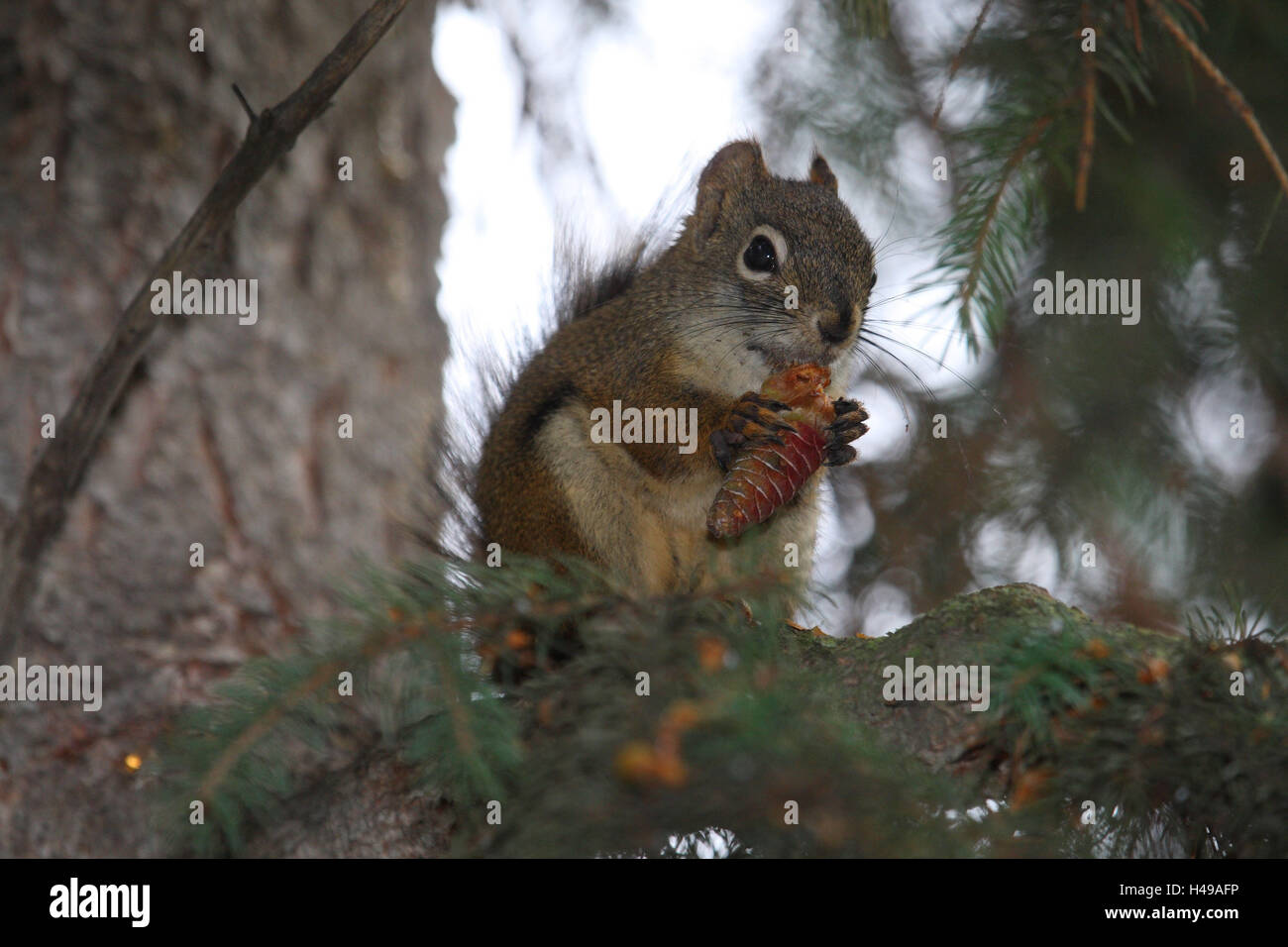 Roten Croissants, Baum, Essen, Tanne Kegel, Stockfoto