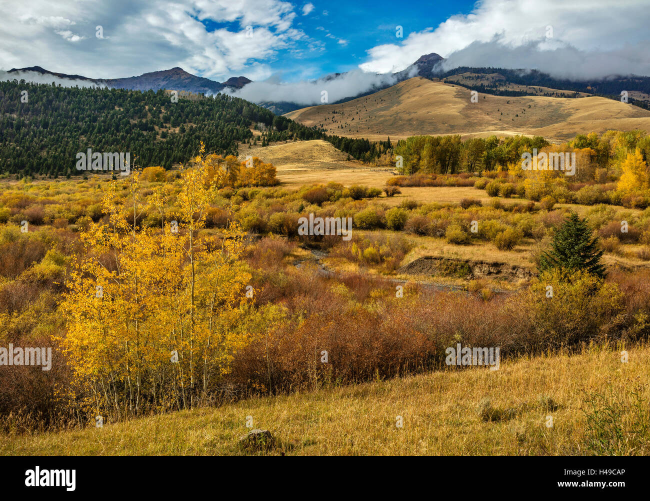 Gallatin National Forest, MT: Herbstfarben in der Nähe von Tom Bergmann Creek und die Gallatin Range in der Ferne. Stockfoto