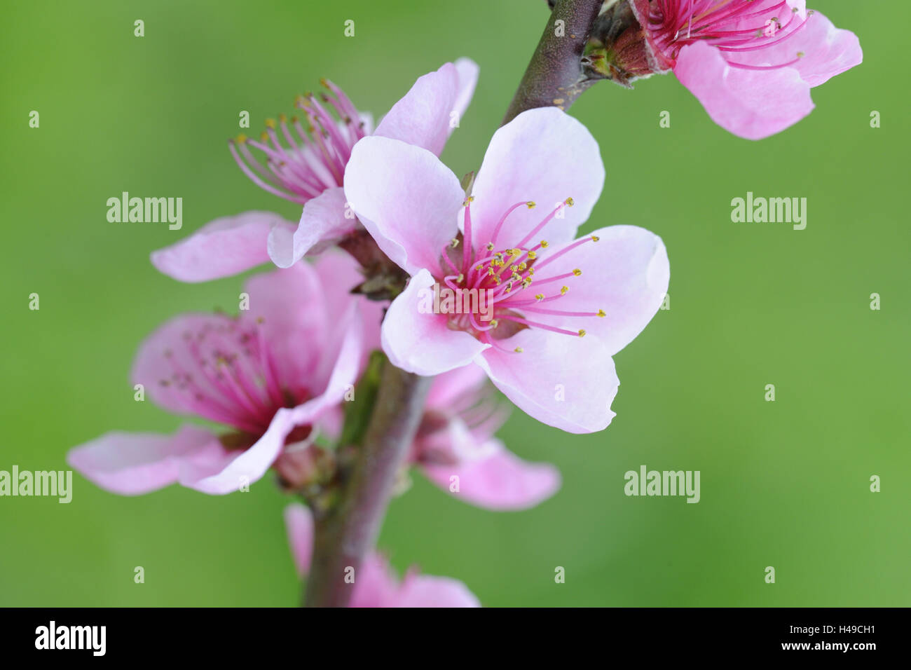 Pfirsich-Baum, Ast, Blüten, Detail, Stockfoto