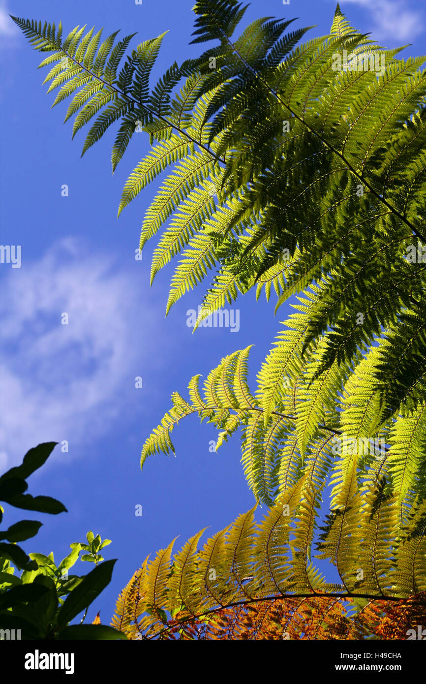 Neuseeland, Sdinsel, Ponga Farn, Land-Symbol Stockfotografie - Alamy