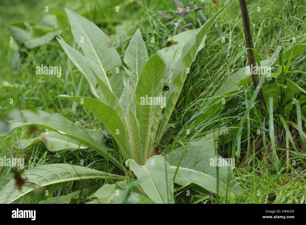 Kleine Blume große Königskerze, Verbascum Thapsu, Stockfoto