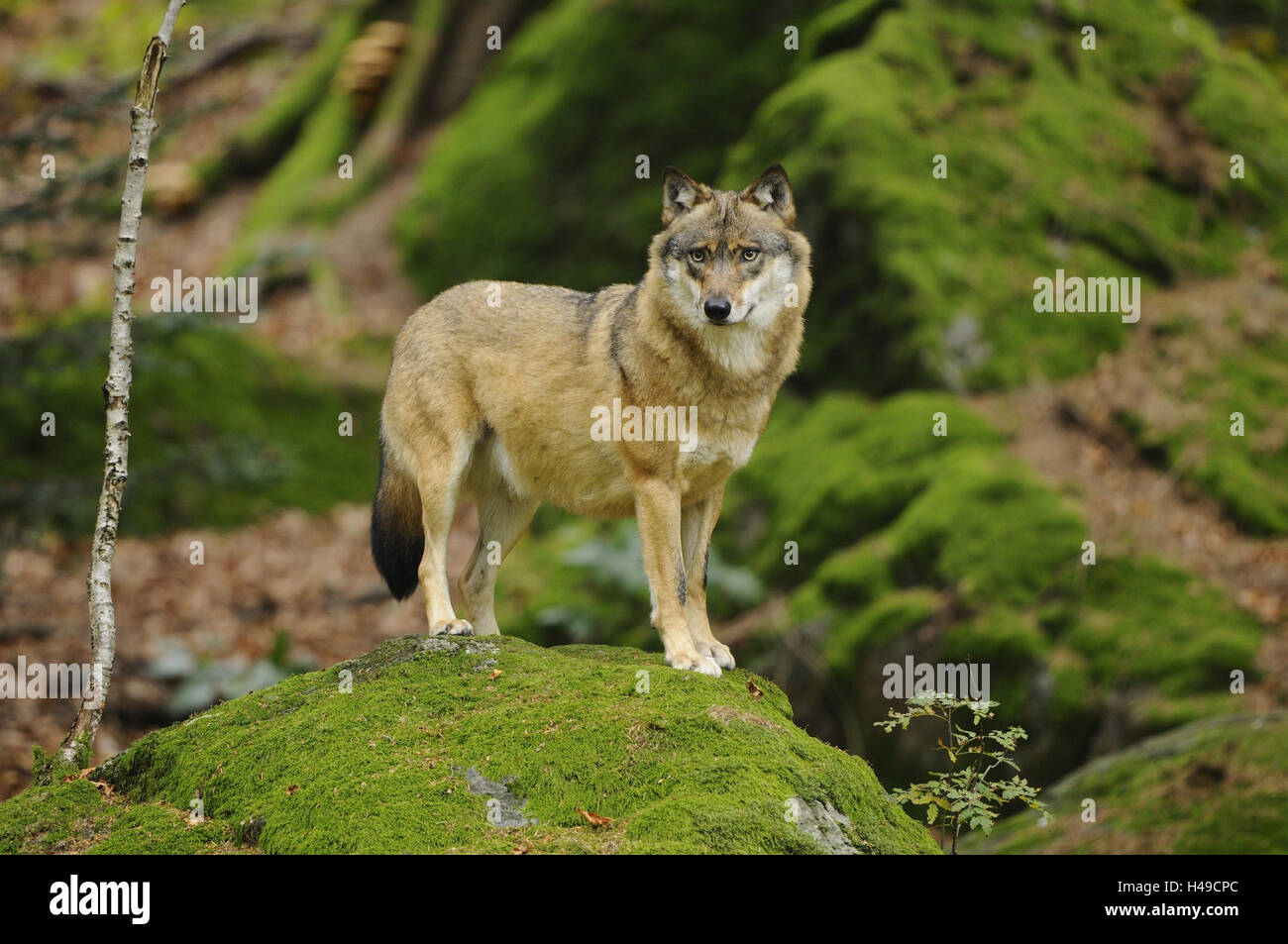 Europäische grauer Wolf, Canis Lupus Lupus, Rock, stehen, Blick in die Kamera, Stockfoto