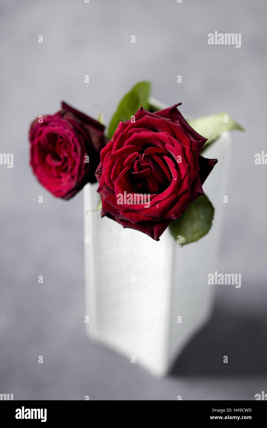 Weiße Vase mit zwei roten Rosen, Stockfoto