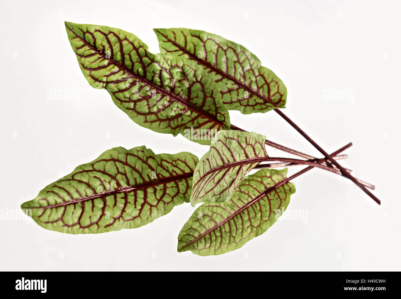 Blut-Dock, Hintergrund weiß, Studio, Stockfoto