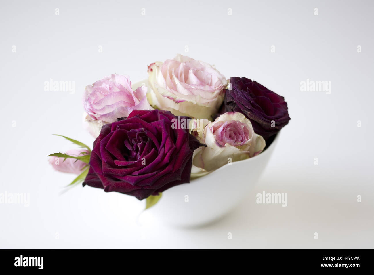 Stieg und dunkel rote Rosen auf weißem Porzellan Schale, Stockfoto