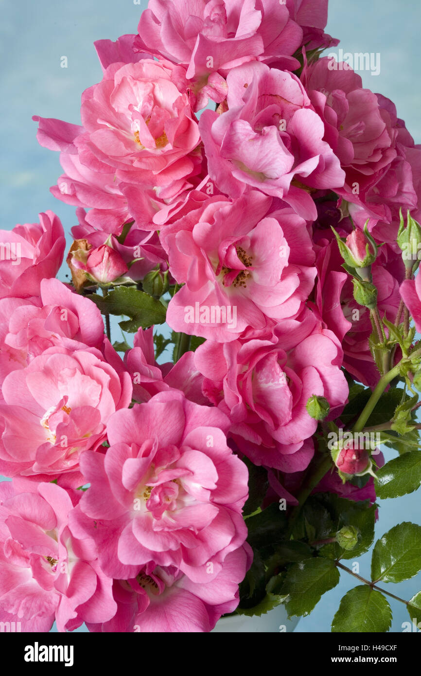 Zweig der Hundsrose mit vielen Blüten, Stockfoto