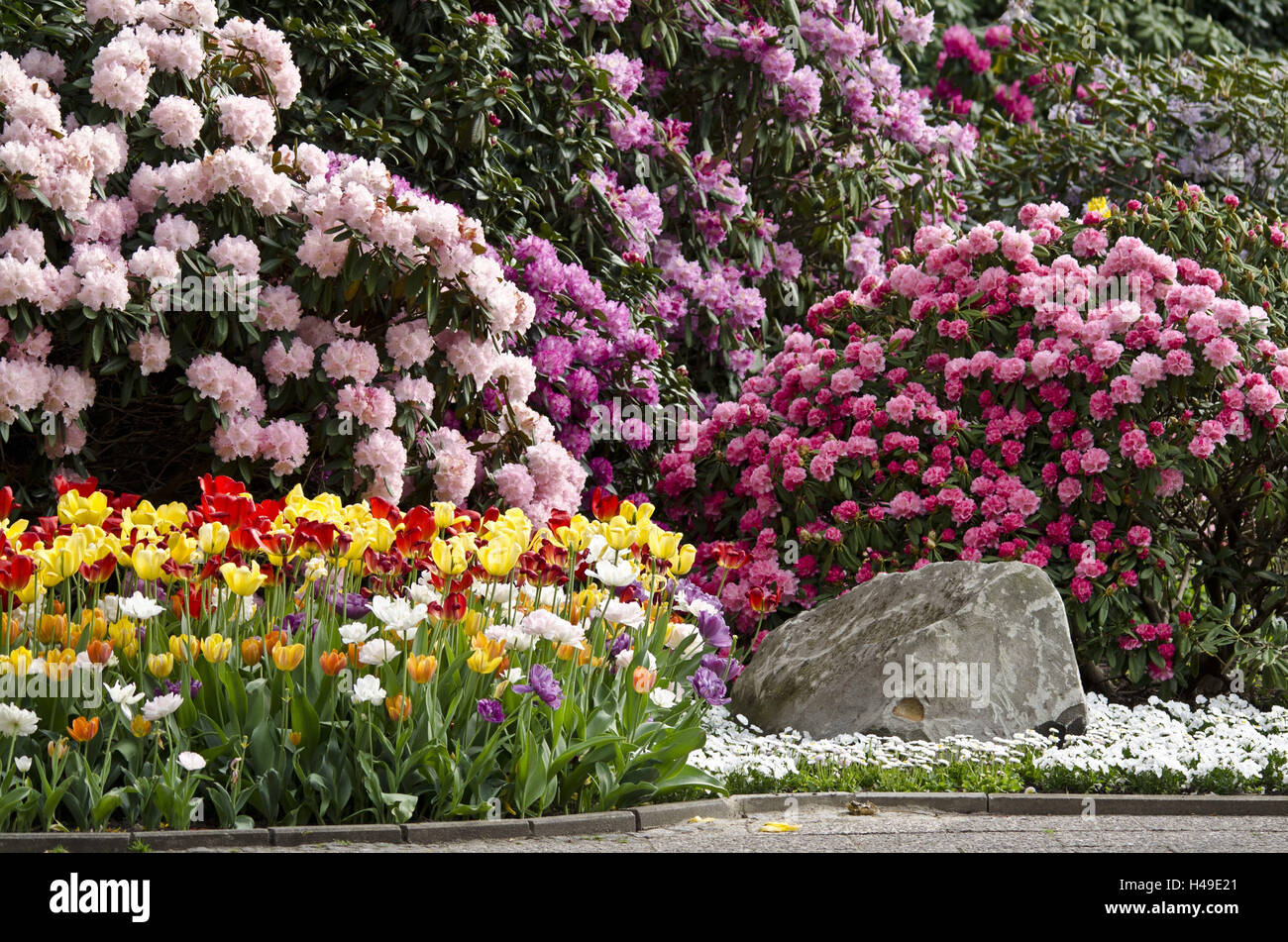 Sachsen, Walsrode, der Vogelpark, Blütenpracht, Rhododendren, Tulpen, Frühling zu senken, Stockfoto