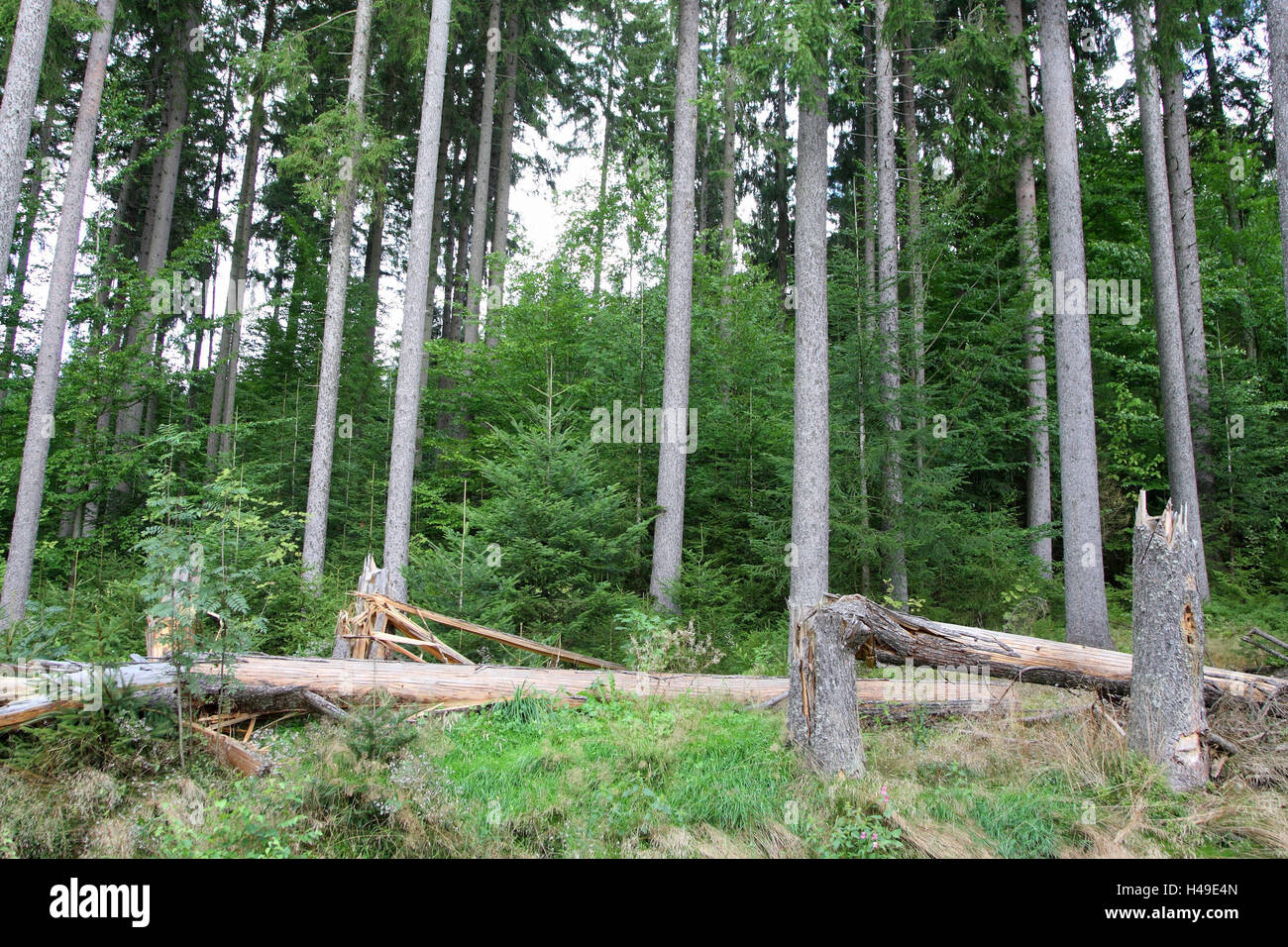 Holz, Baumstämme, gefallen, Stockfoto