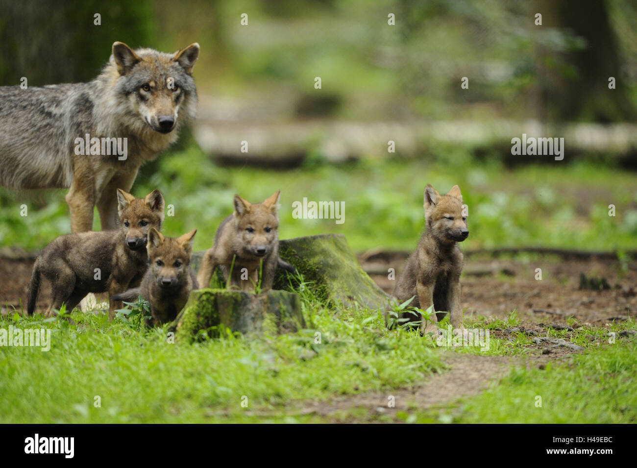 Wolf, Canis Lupus, Wölfin, Welpen, Blick in die Kamera, Stockfoto