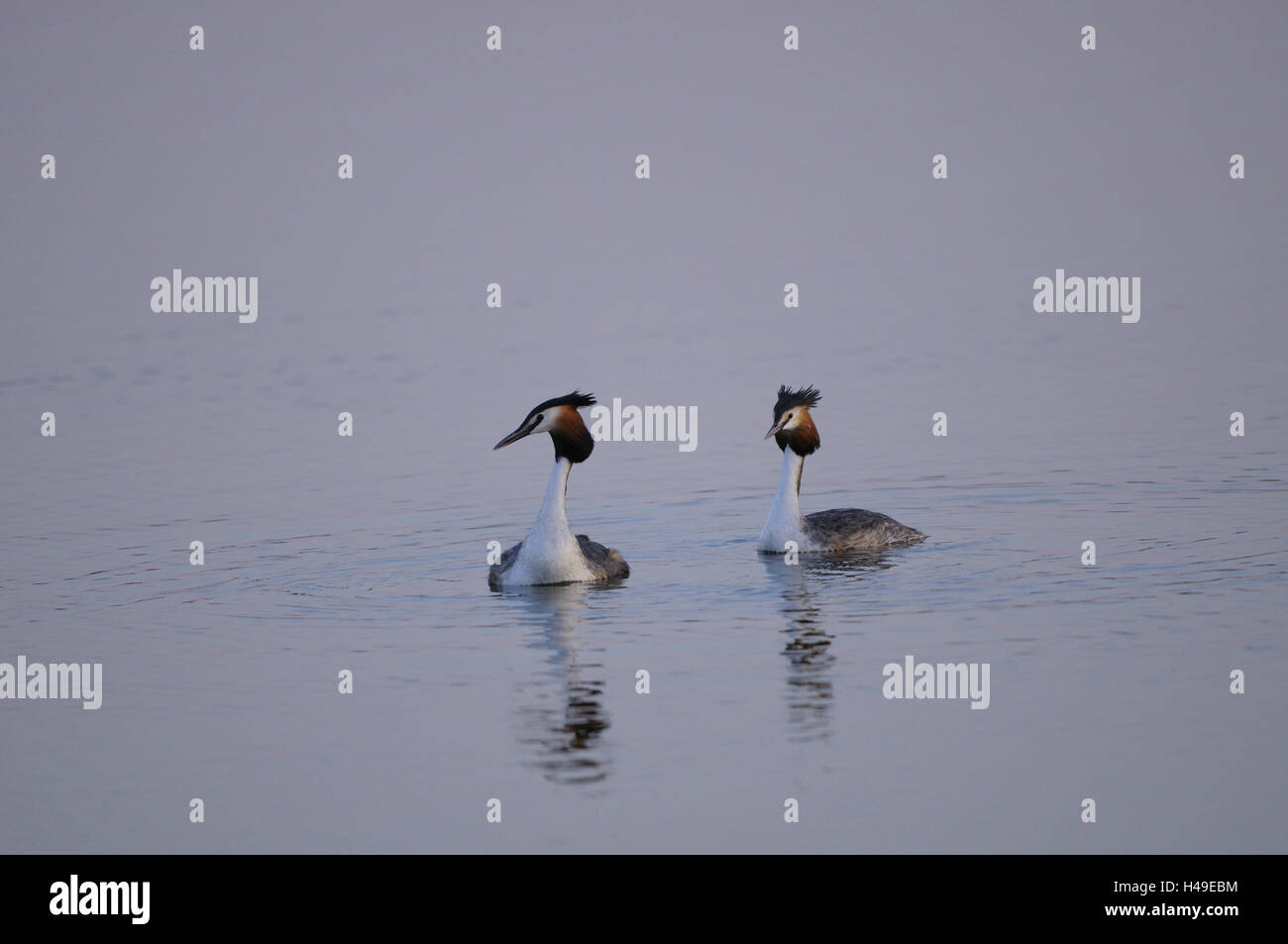 Motorhaube Taucher Podiceps Cristatus, Balz, Stockfoto