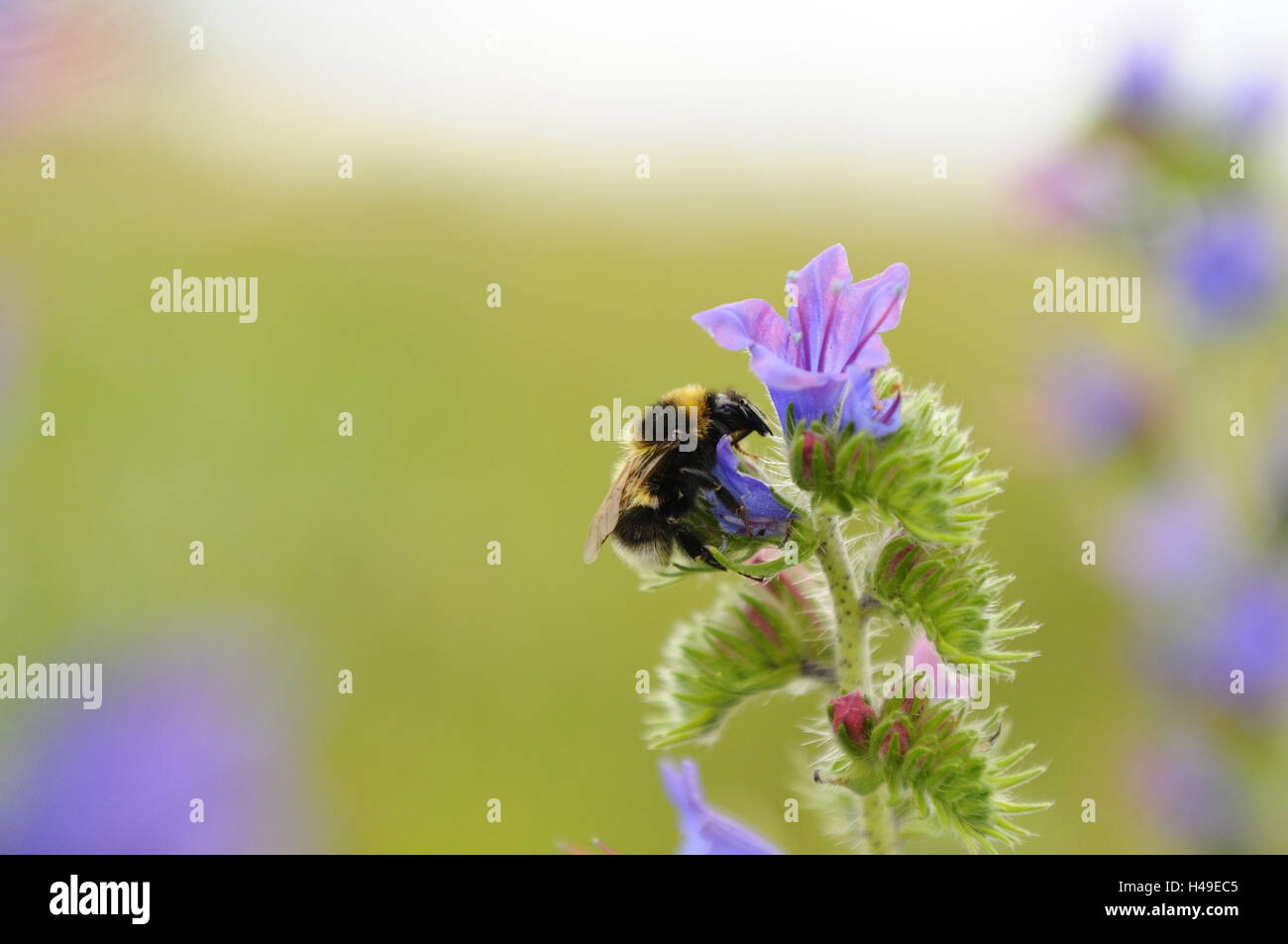 Große Erde Hummel, Bombus Terrestris, Blüte, Staub, Stockfoto