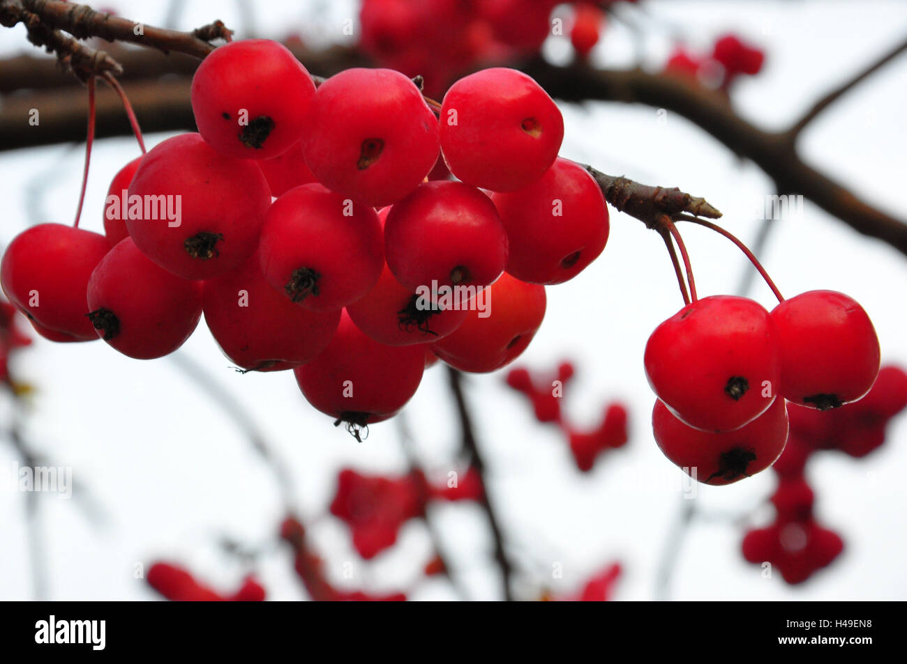 Botanik, Weißdorn-grünen Apfelbaum, Zier Apfel, Obst, Stockfoto
