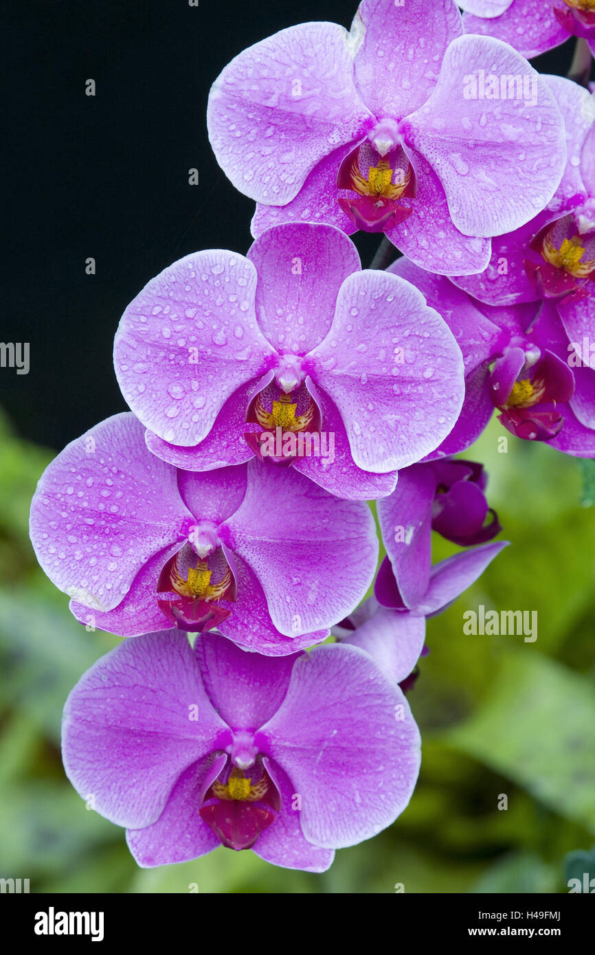 Phalaenopsis spec Fotos und Bildmaterial in hoher Auflösung Alamy