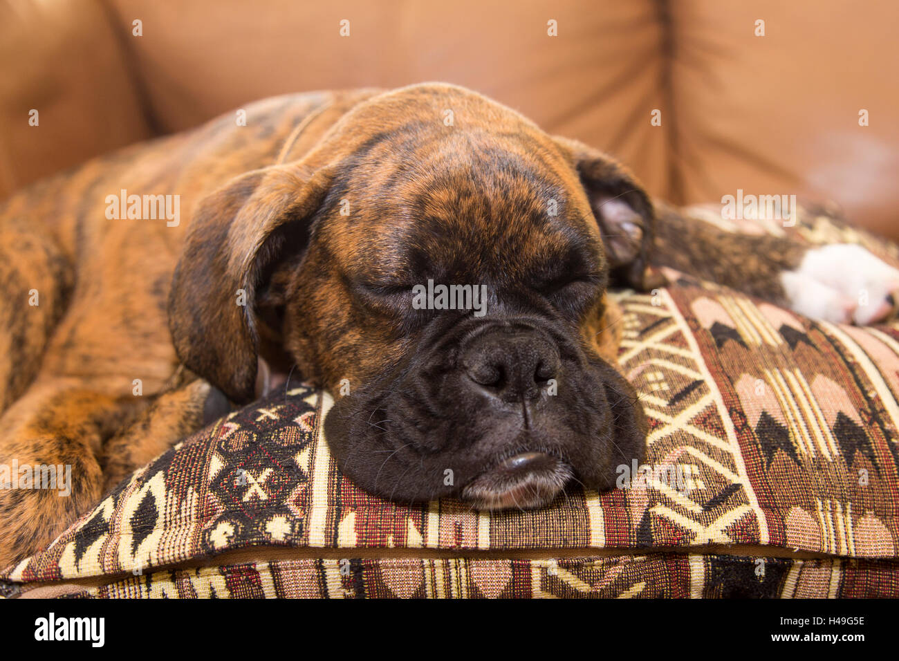 Boxer Welpen Nickerchen Stockfoto