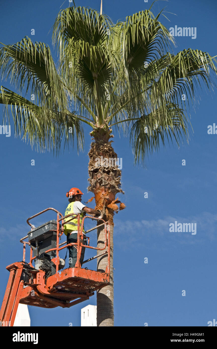 Mann, Hebezeug, Palm Pflege, Bearbeitung von Palm Stockfoto