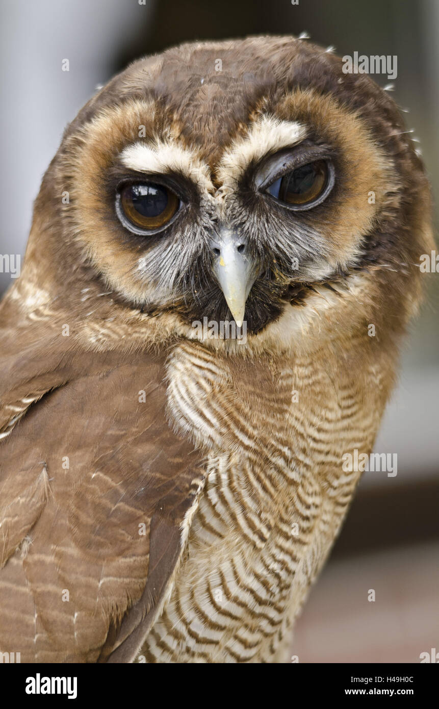 Malay Eule, Strix Leptogrammica, Portrait, Stockfoto