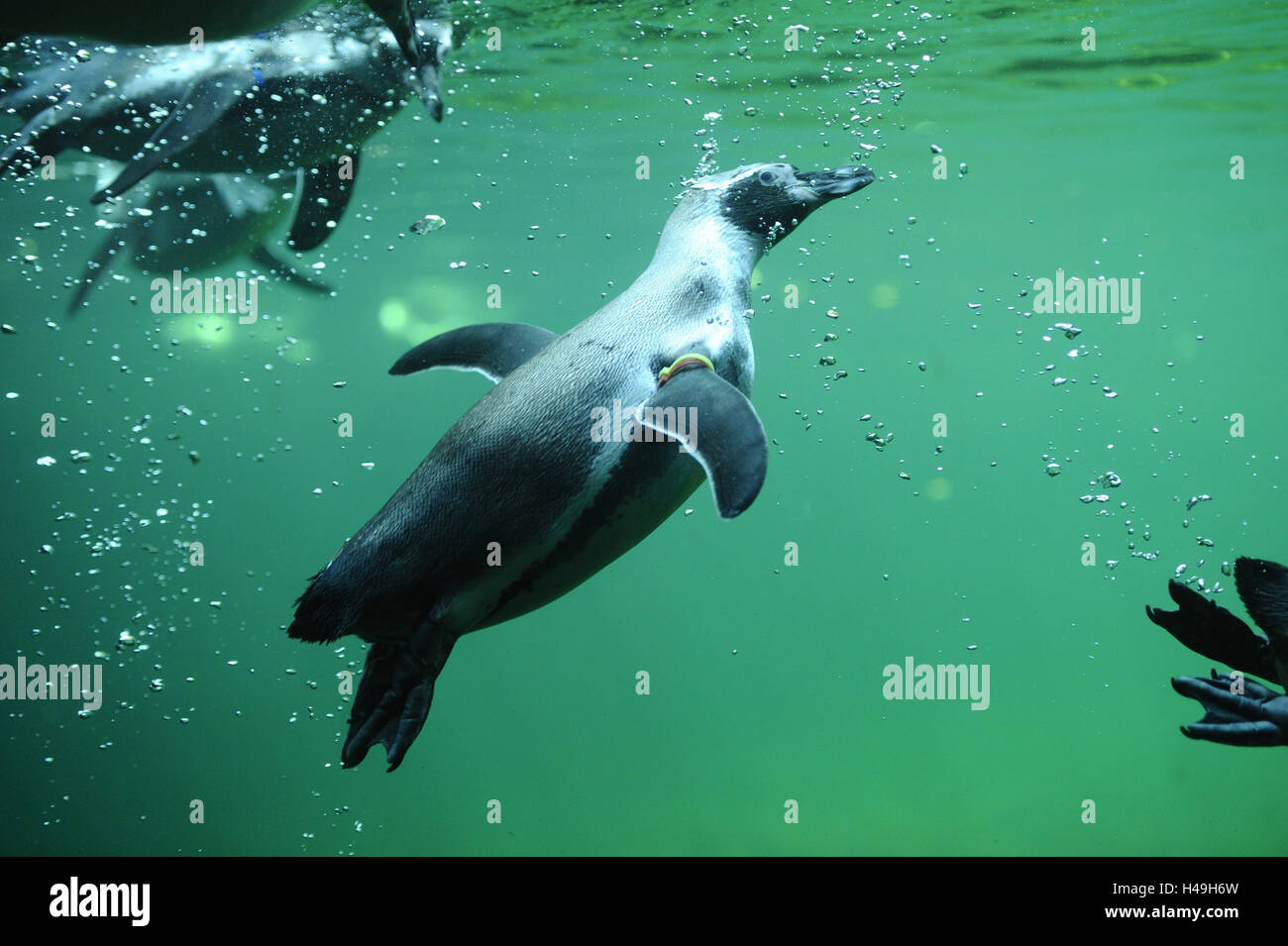 Humboldt-Pinguin, Spheniscus Humboldti, Unterwasser, Tauchen, Side View, Stockfoto