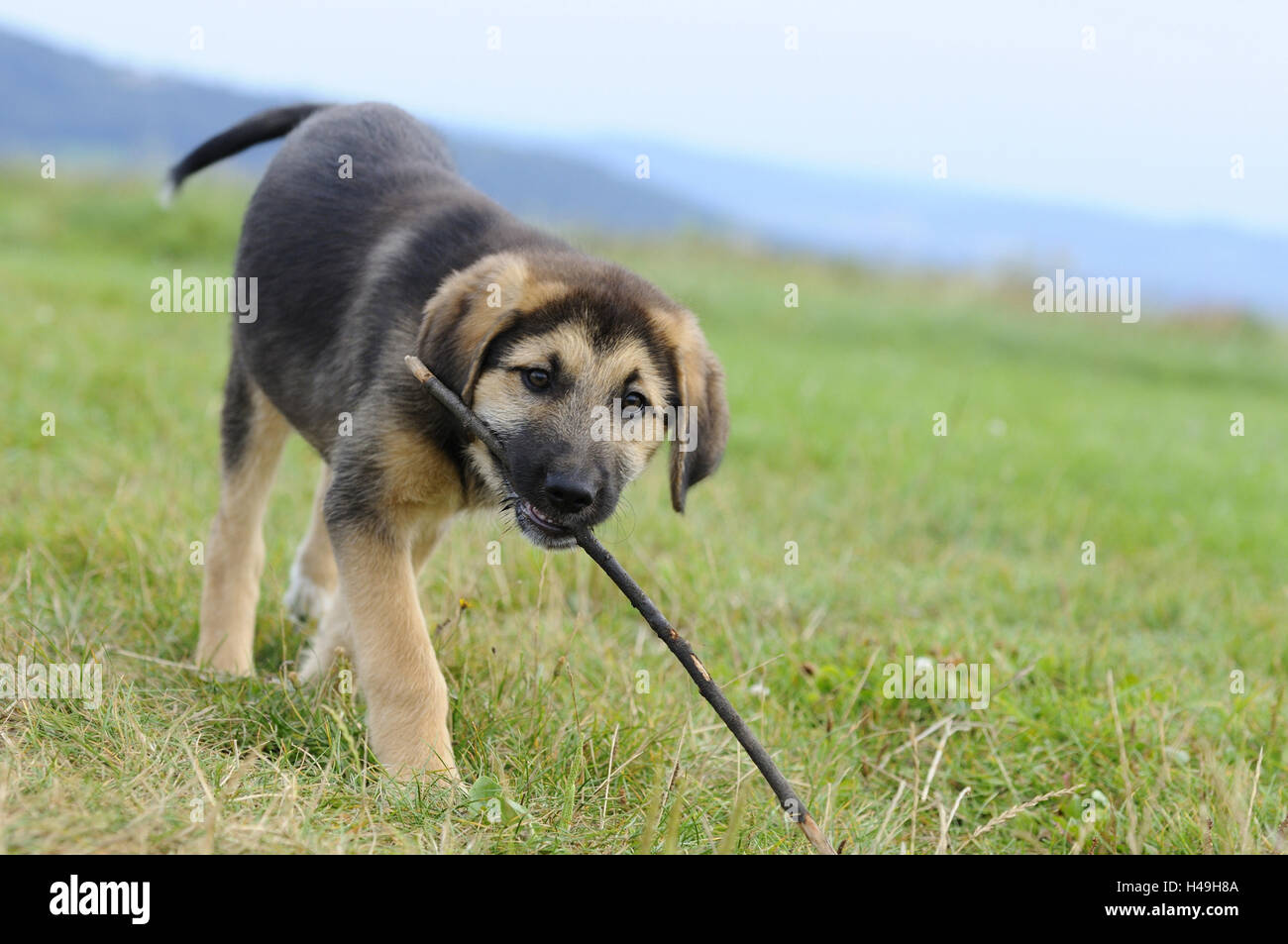 Hund Welpe, Wiese, laufen, Vorderansicht, Blick in die Kamera, Stockfoto