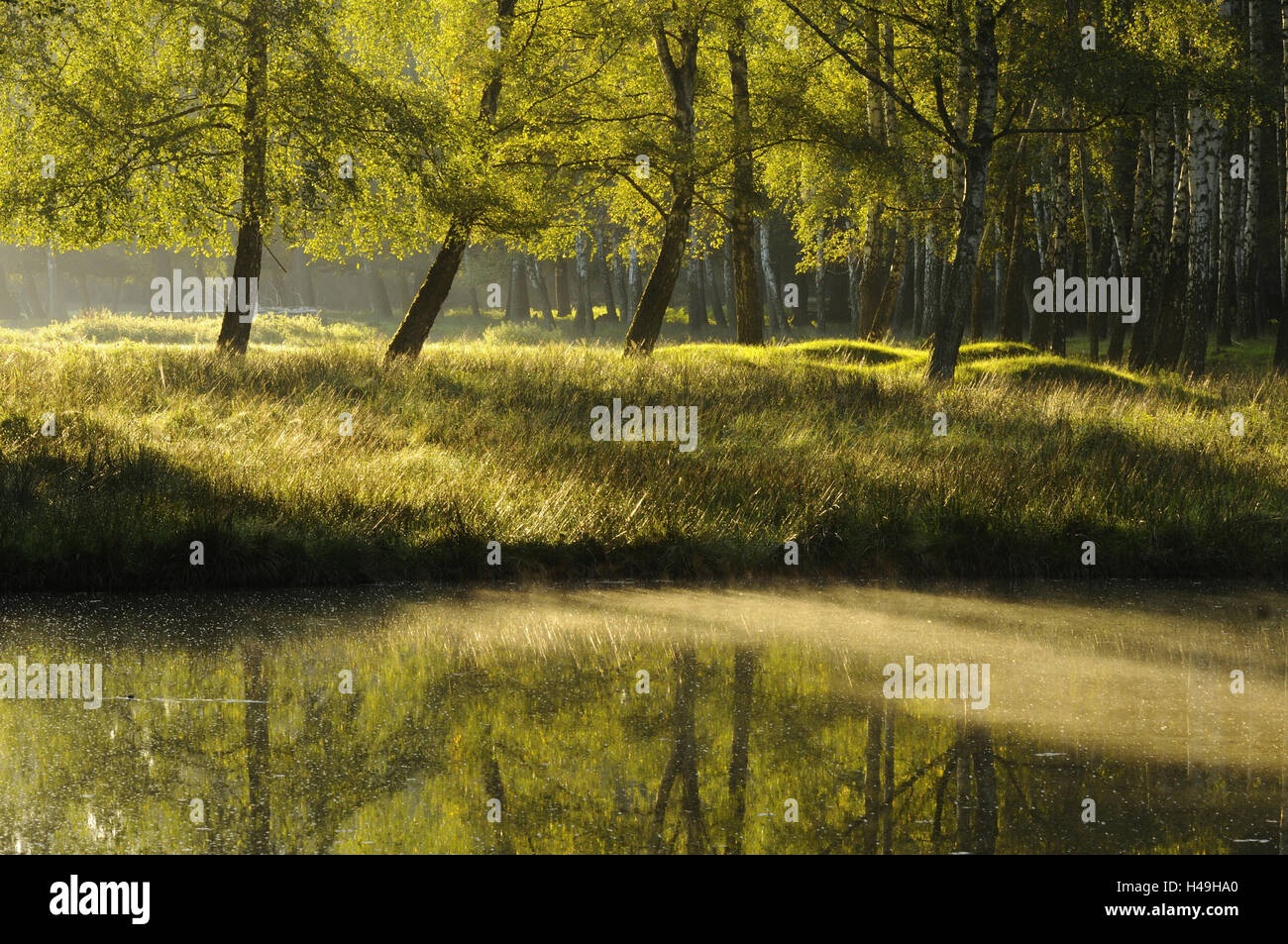 Silber-Birken, Betula Pendel, Landschaft, Stämme, Hintergrundbeleuchtung, Stockfoto