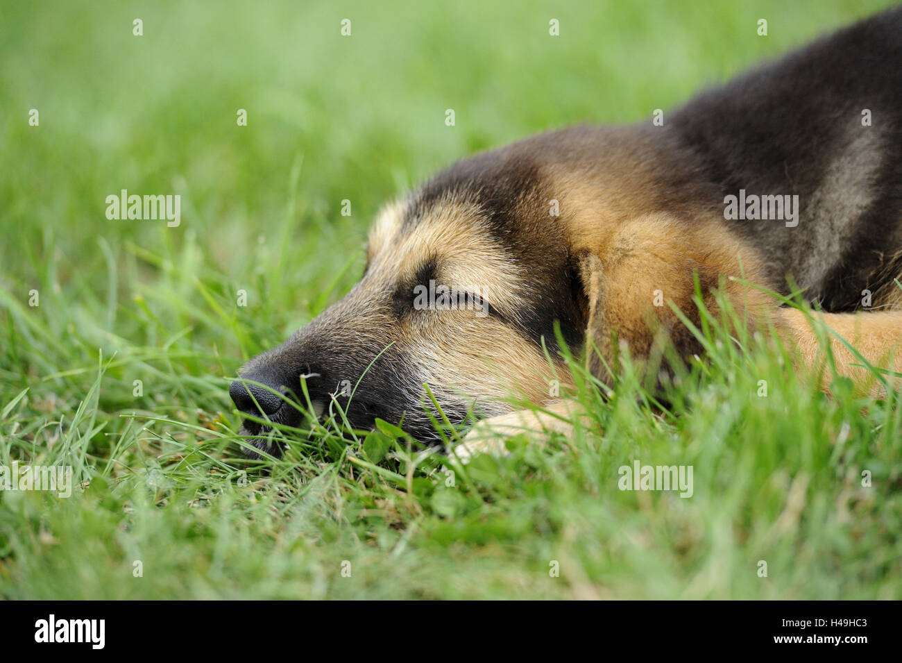 Hund, Welpe, Porträt, Wiese, liegend, Seitenansicht, schlafen, Stockfoto