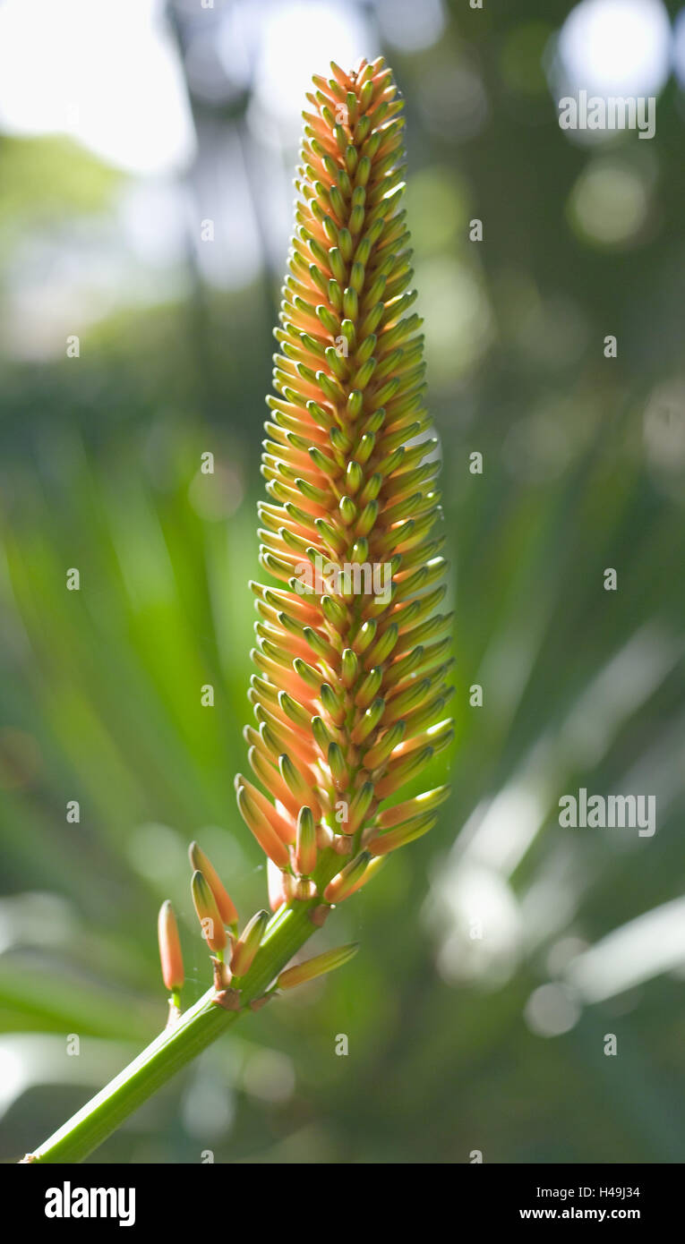 Aloe, Blüte, Nahaufnahme Stockfoto