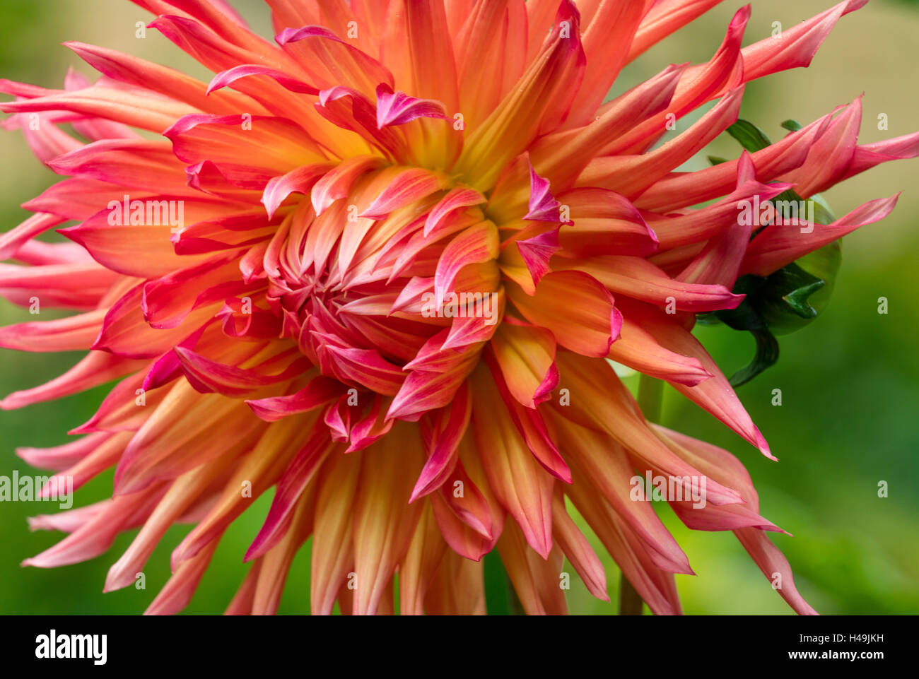 Dahlie 'Nutley Sunrise' Stockfoto