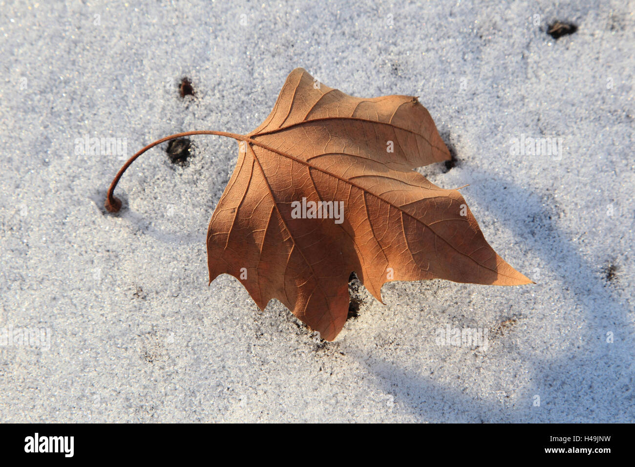 Platane verlässt, Schnee, Stockfoto