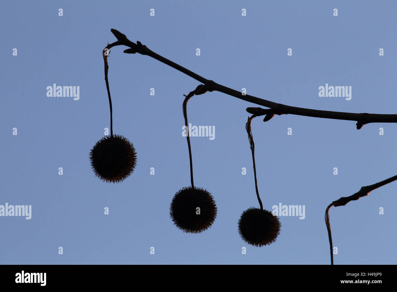 Platane, Silhouette, Stockfoto