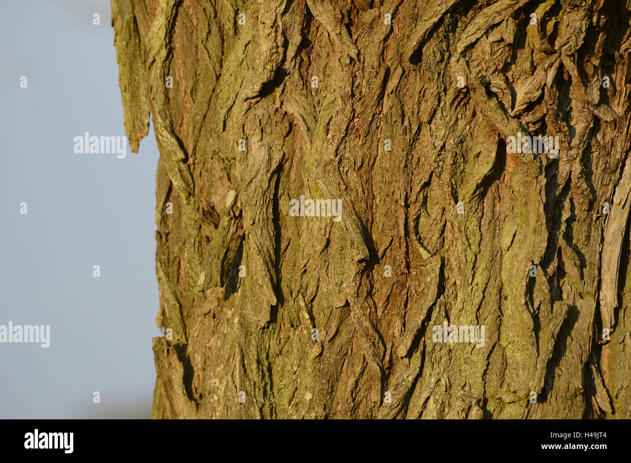 Weide, Salix Fragilis, spröde Weide Rinde zu knacken, Stockfoto