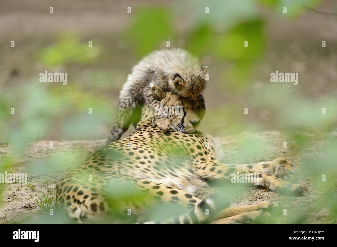 Südafrikanische Geparden, Acinonyx Jubatus Jubatus, Jungtier, Stockfoto